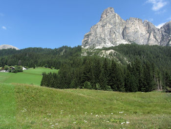 Alpine landscape with green pastures and firs against italian dolomites at summer. alto adige, italy