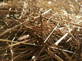 Close-up view of hay