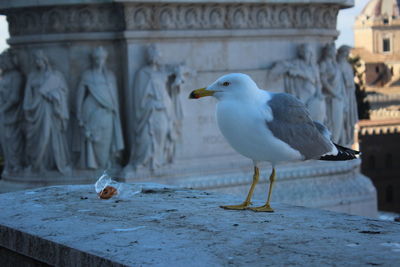 Seagull perching on statue against building