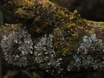 Close-up of mushrooms growing on tree trunk