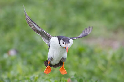 Close-up of puffin flying in mid-air 