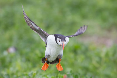 Bird flying