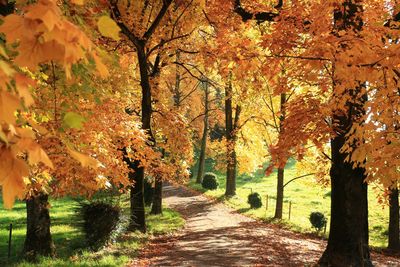 Footpath amidst trees in park during autumn