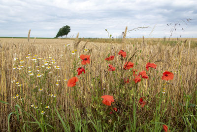 Poppies growing on field against sky