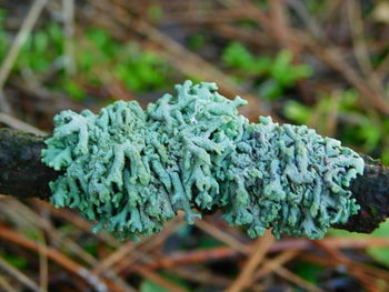 Close-up of plant against blurred background