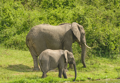 Mother and baby elephant along the kazinga channel in uganda