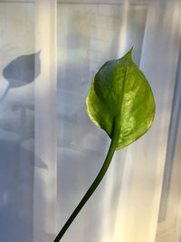 Close-up of plant