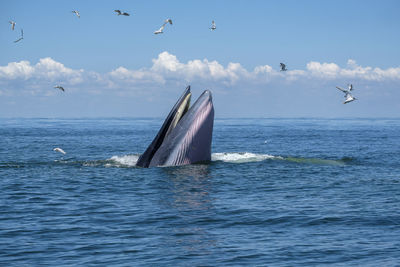 Bryde's whales are swimming for feeding in gulf of thailand 