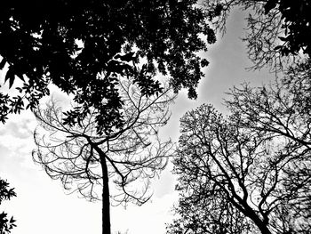 Low angle view of tree against sky