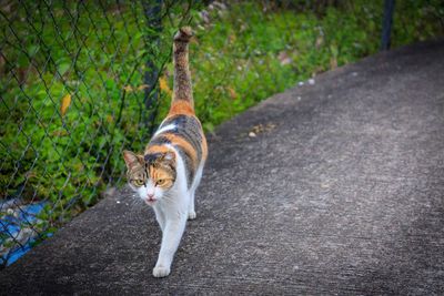 Portrait of horse on dirt road