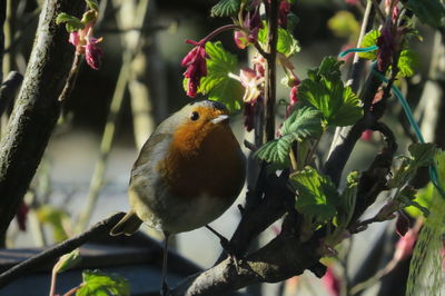 Close-up of bird perching on branch