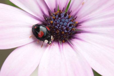 Close-up of honey bee pollinating flower