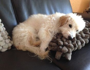 Close-up of dog sleeping at home