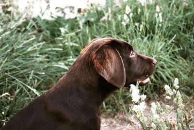 Close-up of a dog looking away