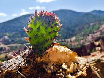 Close-up of succulent plant