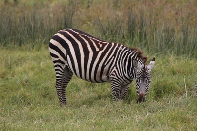 Zebra standing in grass