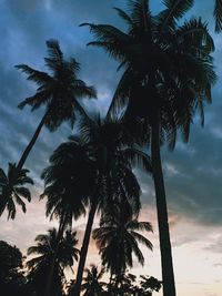 Low angle view of palm trees against sky