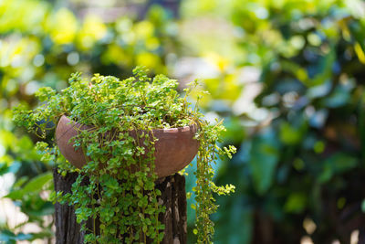 Close-up of fresh green plant against tree
