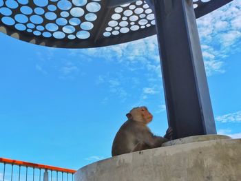 Low angle view of monkey sitting against sky