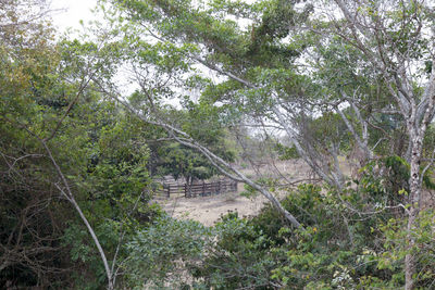 Trees in forest