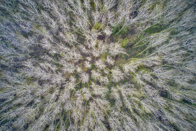 Full frame shot of plants on field