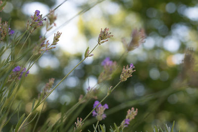 plant