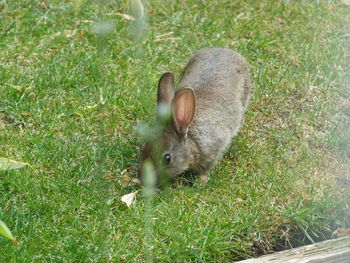 High angle view of rabbit on field