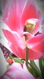 Close-up of honey bee on pink flower