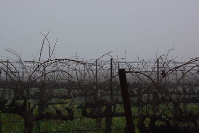 Fence by trees against sky