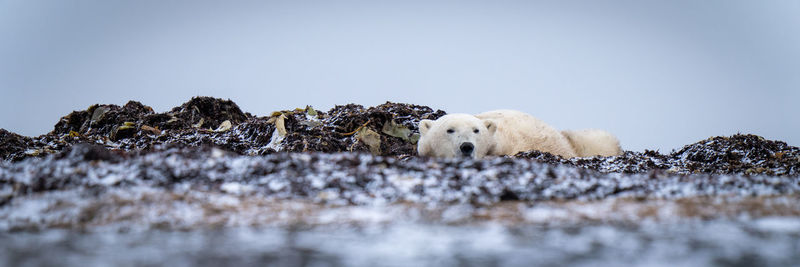 Panorama of polar bear lying on tundra