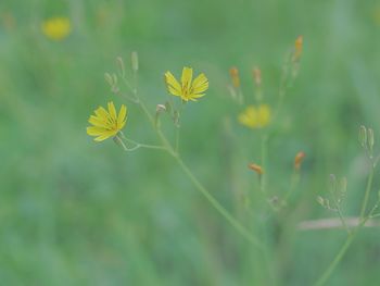 Close-up of yellow flowering plant