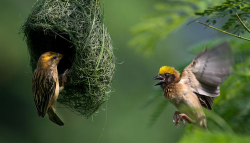 Close-up of birds perching by nest