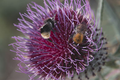 Close-up of bee on thistle