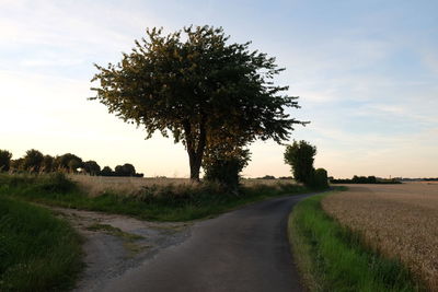 Road amidst plants on field against sky during sunset