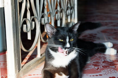 Close-up portrait of a cat