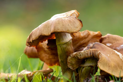 Big brown mushrooms in a forest found on mushrooming tour in autumn with brown foliage