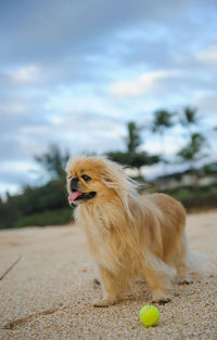 Dog in park against sky