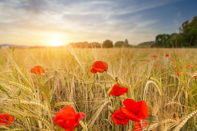 Close-up of red poppies on field against sky during sunset