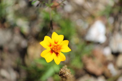 Close-up of yellow flowering plant