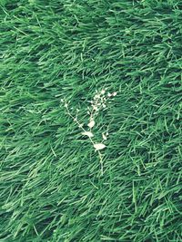 Plants growing on field