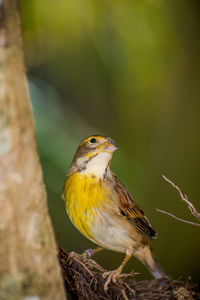 Close-up of bird perching on a tree