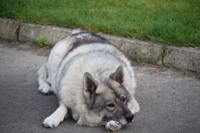 Dog sleeping on grass