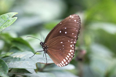 Close-up of butterfly on leaf