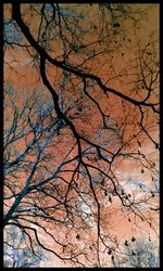 Bare trees against sky at sunset