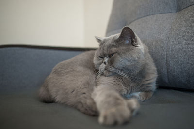 Cat sleeping on sofa at home