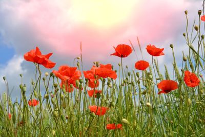 Close-up of red poppy flowers in field with sun 