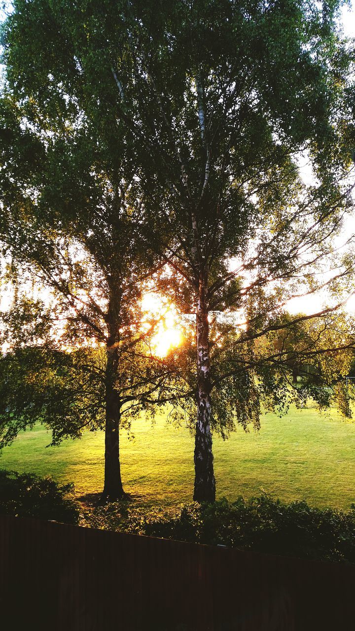 tree, growth, sun, tranquility, sunlight, beauty in nature, nature, tranquil scene, field, scenics, tree trunk, branch, green color, sky, sunbeam, sunset, landscape, idyllic, no people, plant