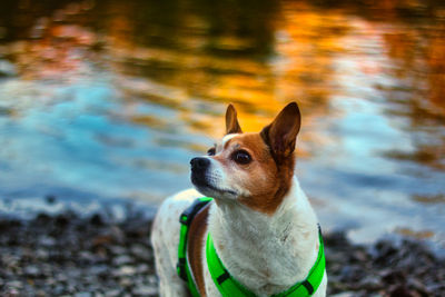 Portrait of a dog looking away