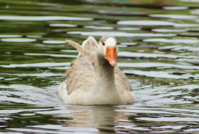 Greylag goose swimming on lake