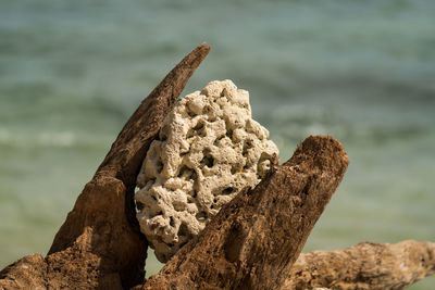 Close-up of rock on shore